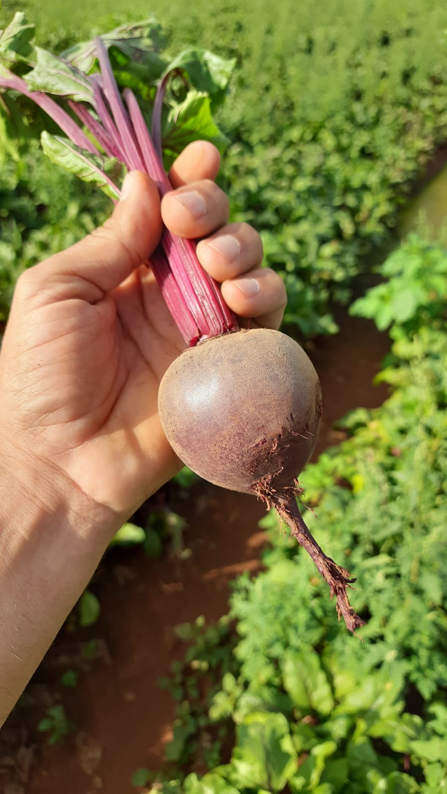 Plantação 13